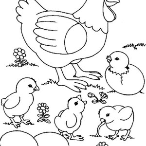 Picture Mother Of Chicken Coloring Page Coloring Sun 300x300 Picture Mother Of Chicken Coloring Page Coloring Sun