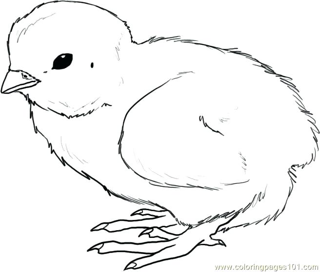 Top Chick Coloring Pages Free Coloring Page Chick Coloring Pages 656x559 Top Chick Coloring Pages Free Coloring Page Chick Coloring Pages