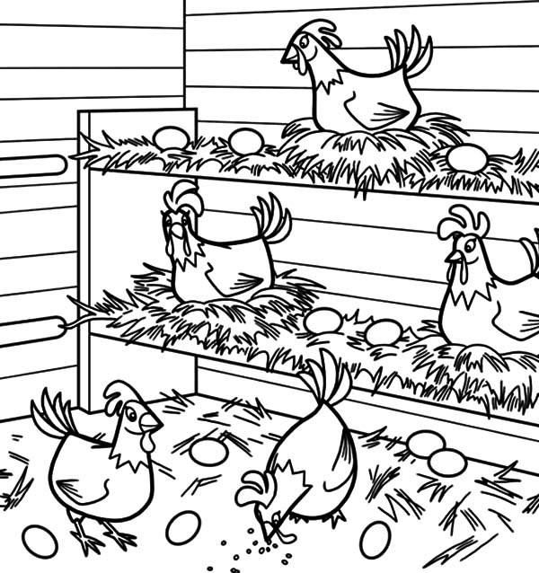 Chicken Lays Egg In Chicken Coop Coloring Pages 600x638 Chicken Lays Egg In Chicken Coop Coloring Pages
