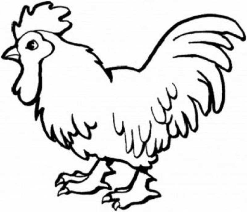 Chicken Food Coloring Page Images Pictures 800x686 Chicken Food Coloring Page Images Pictures