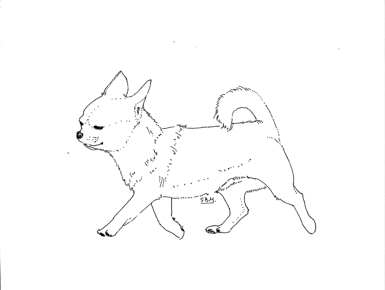 Chihuahua Coloring Pages