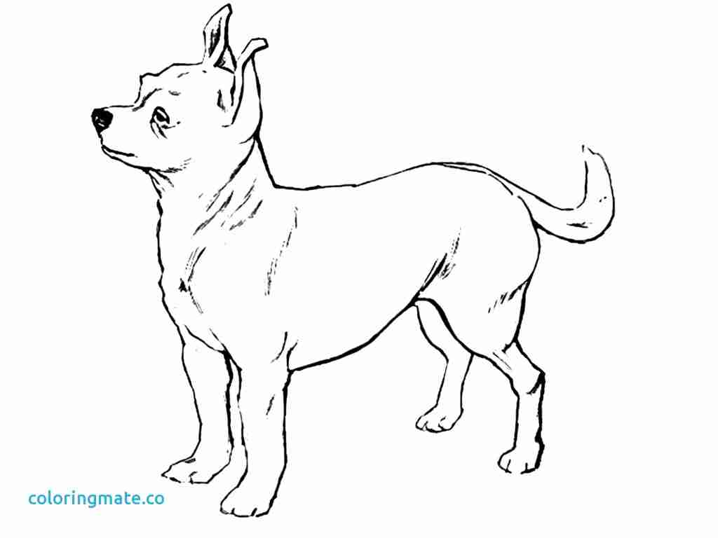 1024x768 Chihuahua Coloring Page Free Printable Pages Incredible Olegratiy