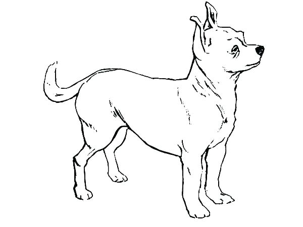 600x450 Chihuahua Coloring Pages Chihuahua Coloring Pages A Chihuahua Dog