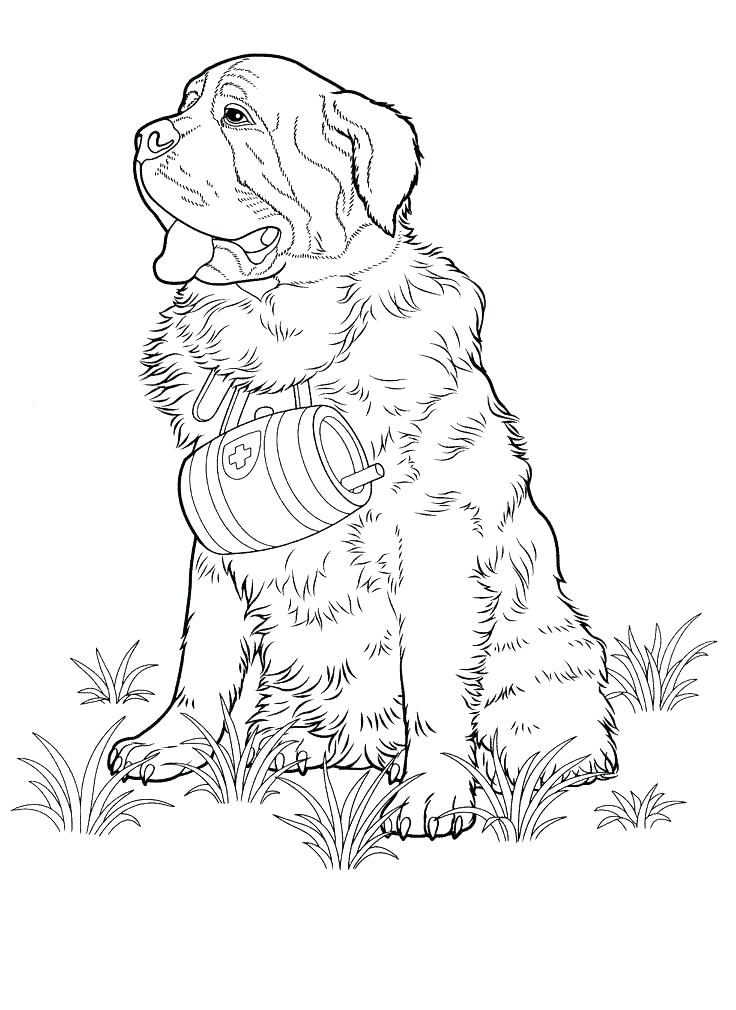 736x1010 Chihuahua Coloring Pages Chihuahua Dog Coloring Pages Chihuahua
