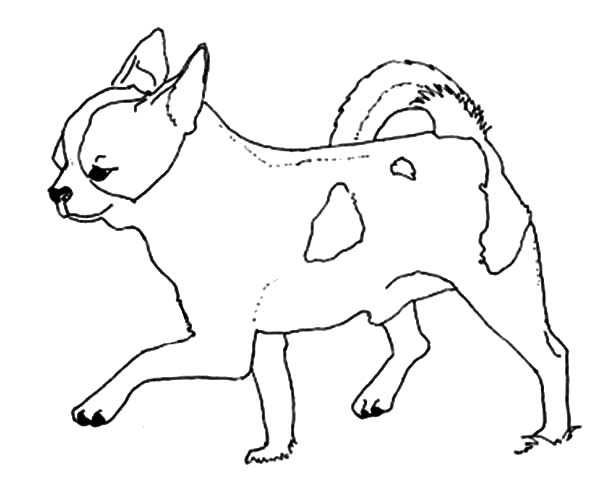 600x483 Chihuahua Dog Taking A Step Forward Coloring Pages