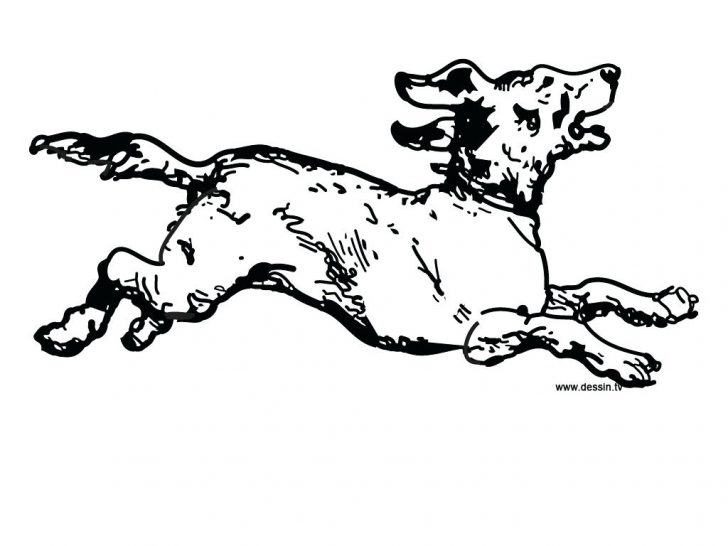 728x546 Wonderful Puppy Coloring Pages With Cute Chihuahua Dog Outline