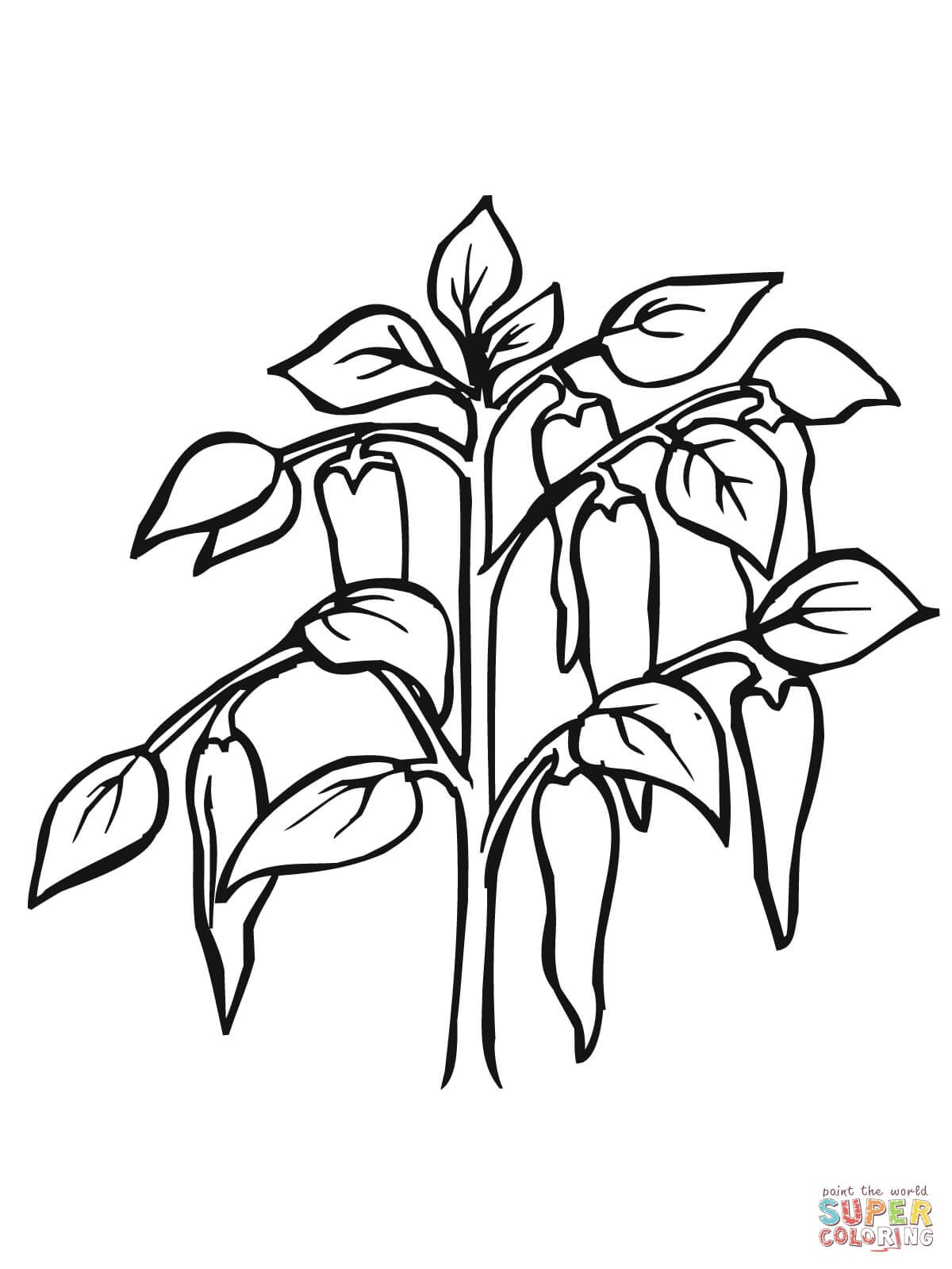 1200x1600 Chili Peppers Vegetables Coloring Pages For Kids Elegant Chili