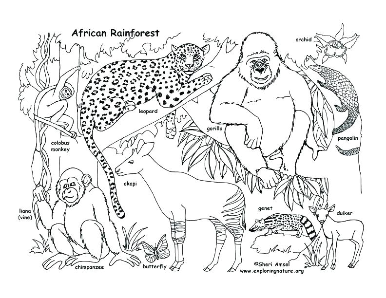 792x612 Orangutan Coloring Page Orangutan Colouring Sheets