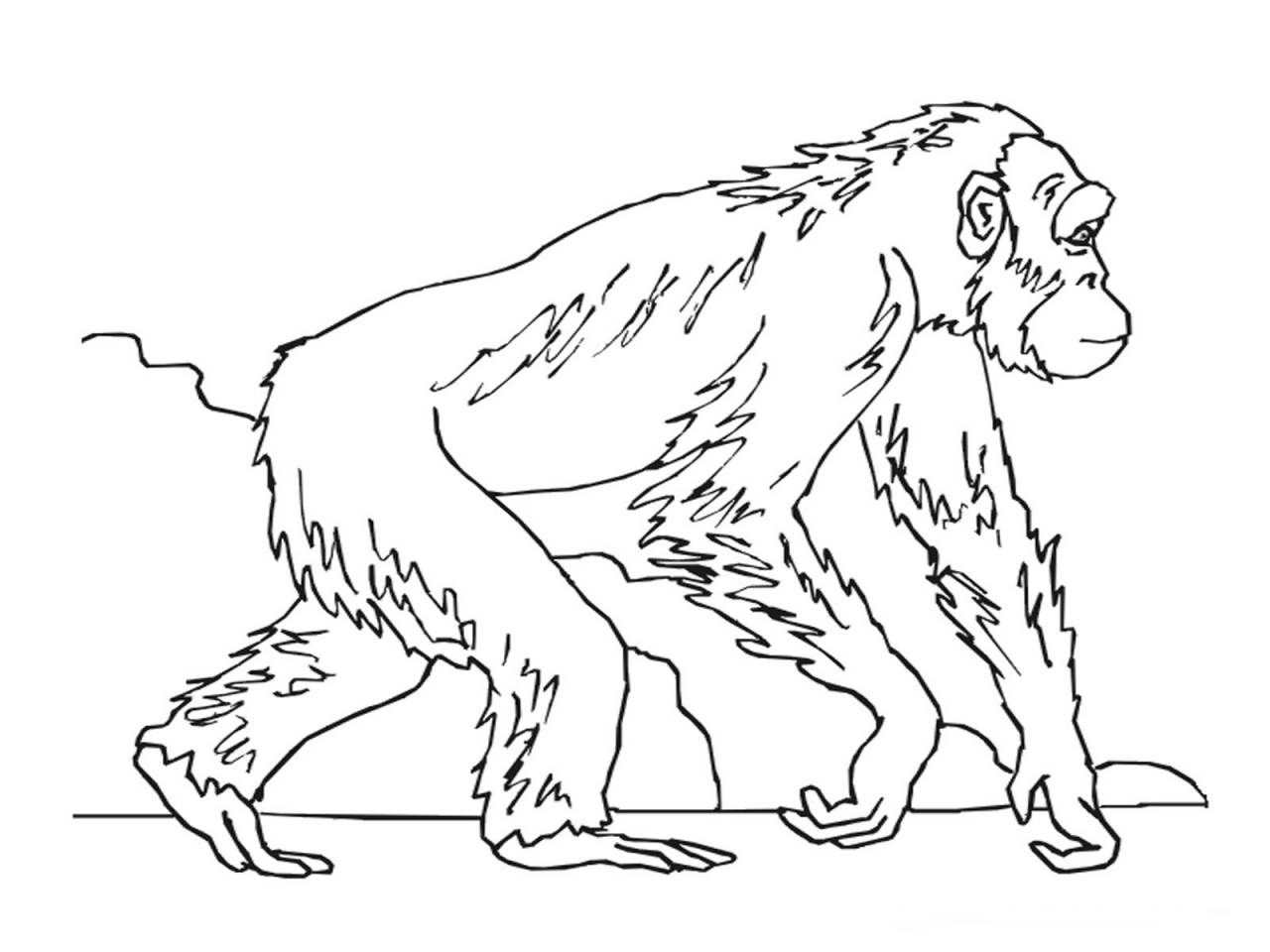 1280x960 Tremendous Chimpanzee Coloring Page Limited Unique To Color