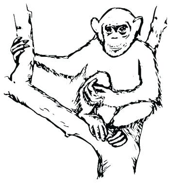 350x379 Chimpanzee Coloring Page Chimpanzee Coloring Pages To Go With Our