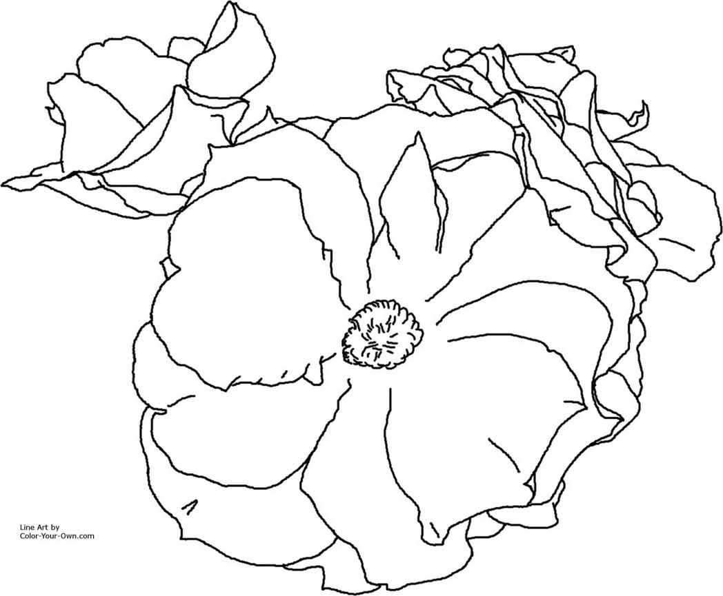 1048x865 China Rose Plus Flowers Coloring Pages Book 432751 Coloring