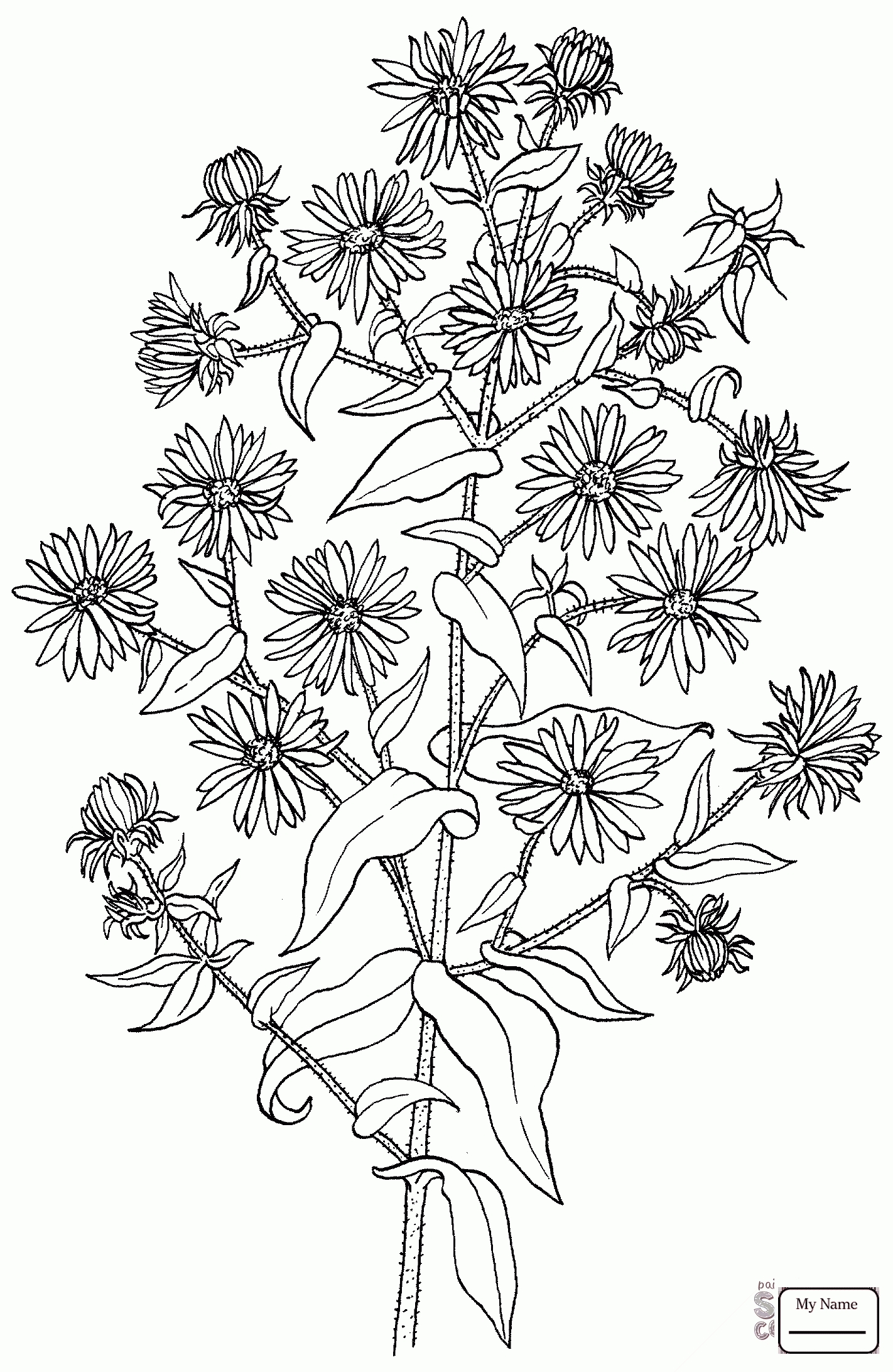 1422x2184 Best Of Aster Coloring Pages Collection Printable Coloring Sheet