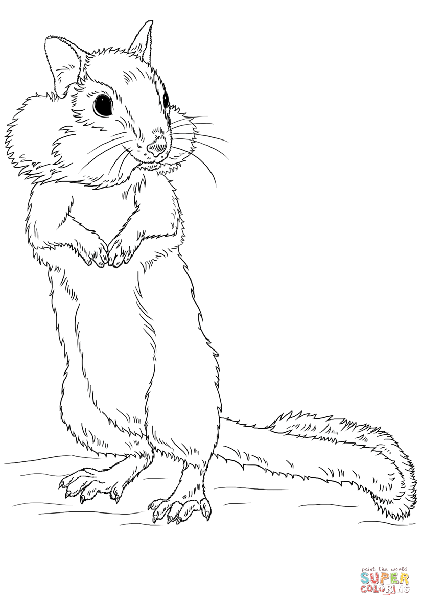 824x1186 Chipmunk Coloring Page Free Printable Pages