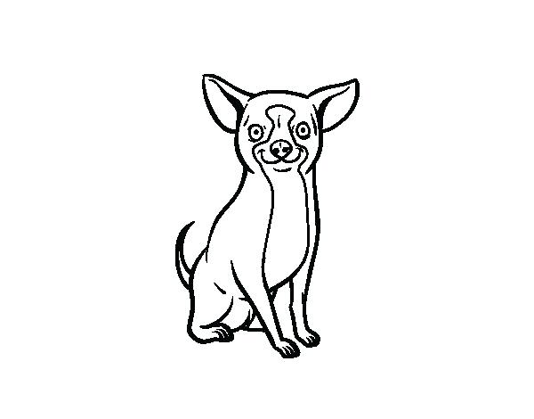 600x470 Doggie Coloring Page Chihuahua Coloring Page A Chihuahua Dog