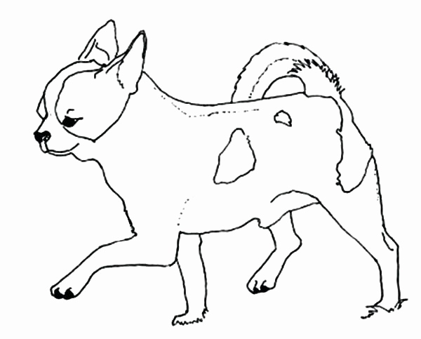 600x483 Teacup Chihuahua Coloring Pages Collection Chihuahua Coloring Page