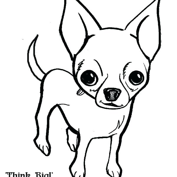 600x600 Teacup Chihuahua Coloring Pages Chihuahua Coloring Page Hills