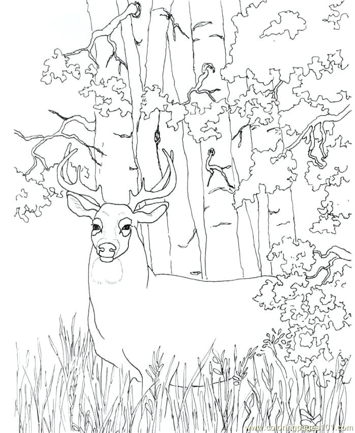 698x852 Coloring Pages Free Coloring Pages Red Deer 2 John Deere Printable