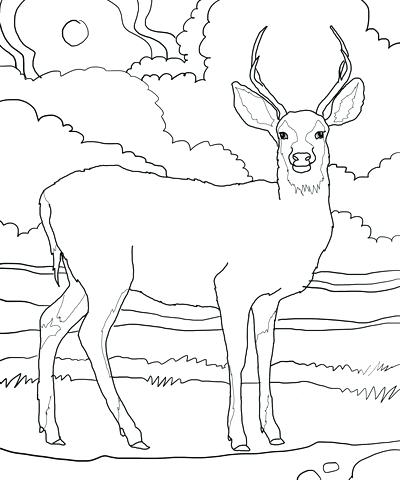 Christmas Deer Coloring Pages at GetColorings.com | Free printable