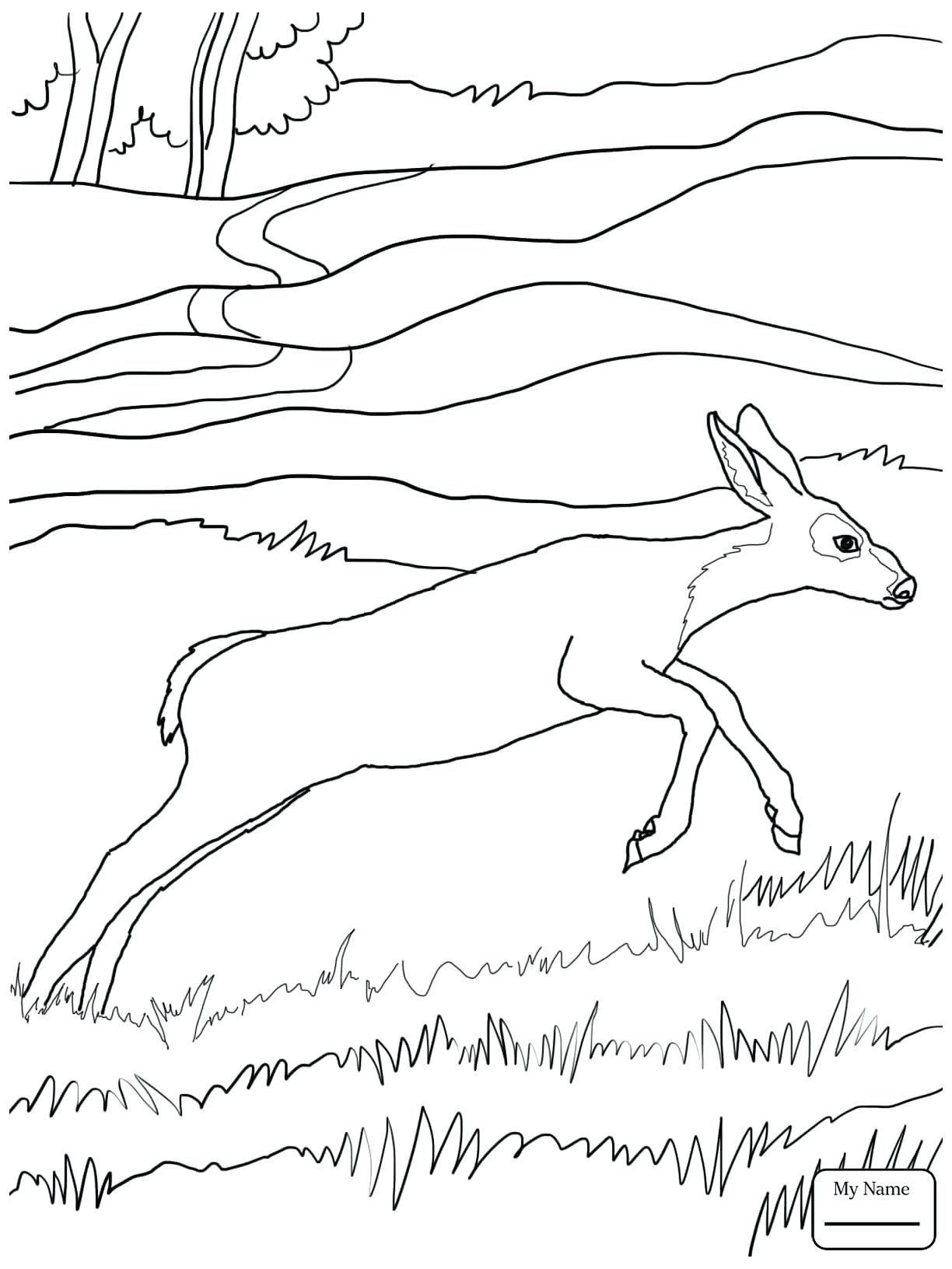 1224x1632 Coloring Pages ~ Deer Coloring Page Floral Adult Baby Pages Deer