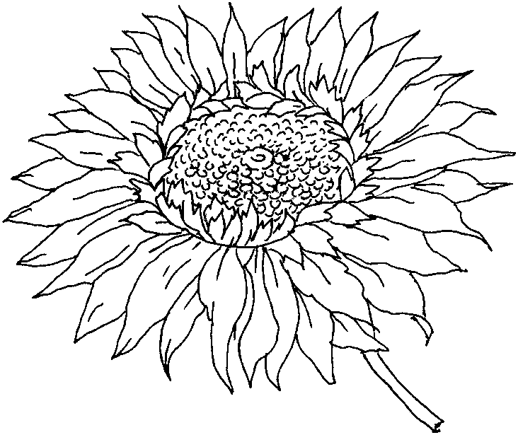 Flower Coloring Pages For Adults Flower Coloring Sheet Neddle 732x615 Flower Coloring Pages For Adults Flower Coloring Sheet Neddle