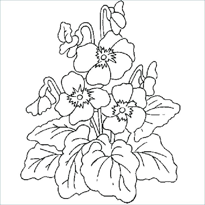 Free Kids Coloring Pages Free Printable Spring Flowers Coloring 800x800 Free Kids Coloring Pages Free Printable Spring Flowers Coloring