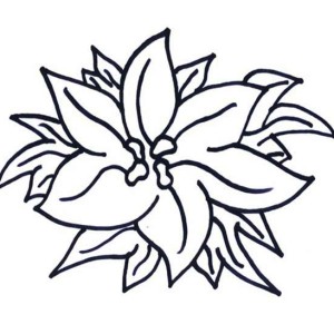 Happy New Year Poinsettia Coloring Page Color Luna 300x300 Happy New Year Poinsettia Coloring Page Color Luna