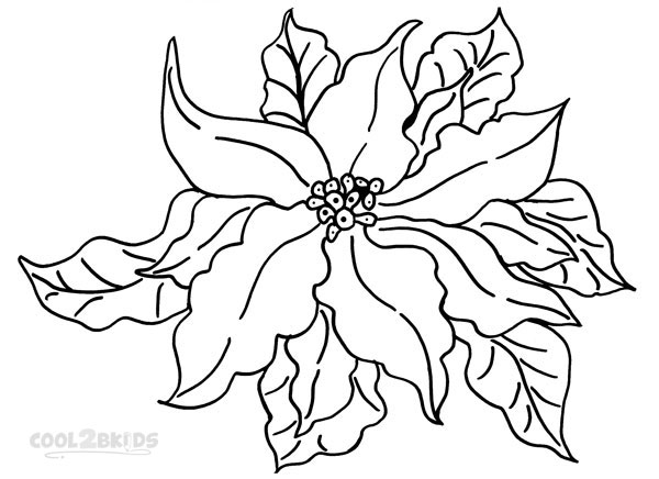 Poinsettia Coloring Pages 600x436 Poinsettia Coloring Pages