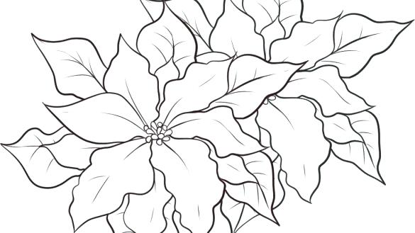 Poinsettia Coloring Pages Poinsettia Coloring Page Free Printable 585x329 Poinsettia Coloring Pages Poinsettia Coloring Page Free Printable