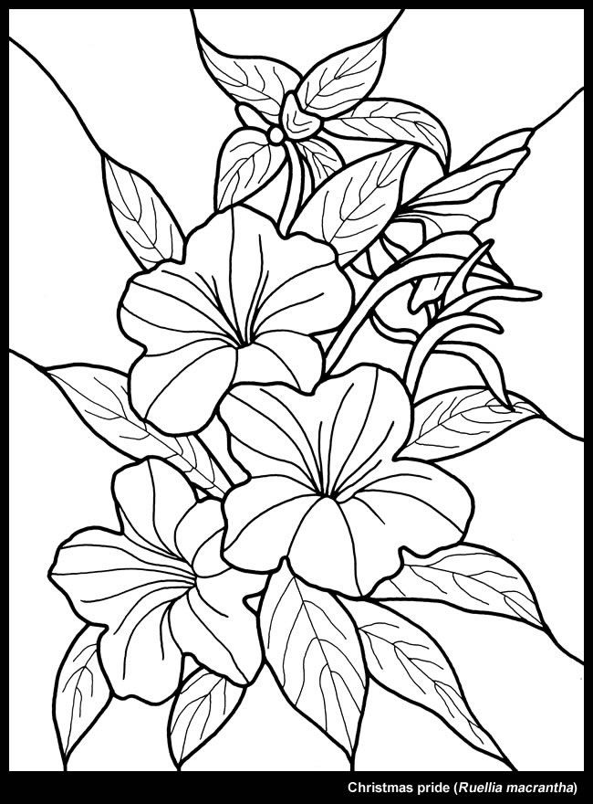 Christmas Flower Dover Publications Stained Glass 650x880 Christmas Flower Dover Publications Stained Glass