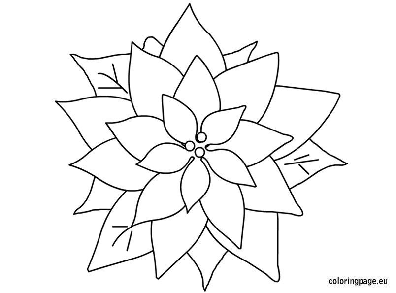 Christmas Flower Coloring Pages Christmas Flowers Coloring Pages 804x595 Christmas Flower Coloring Pages Christmas Flowers Coloring Pages