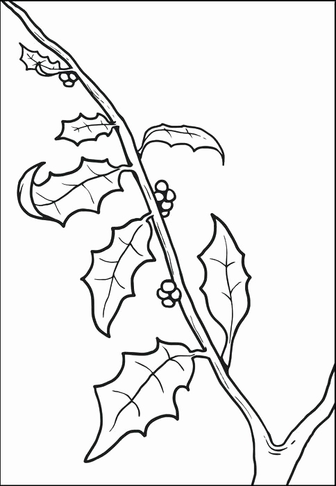 Christmas Coloring Pages Holly Photos Christmas Lantern And Holly 484x700 Christmas Coloring Pages Holly Photos Christmas Lantern And Holly