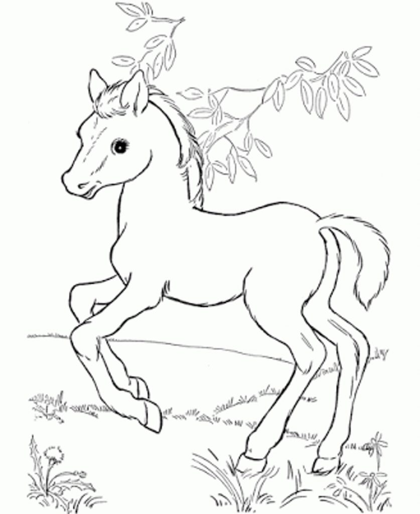 Staggering Coloring Pages Of Horses Printable Detailed Horse 837x1024 Staggering Coloring Pages Of Horses Printable Detailed Horse