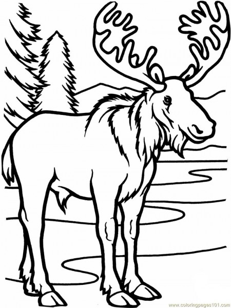 450x600 Moose Coloring Pages