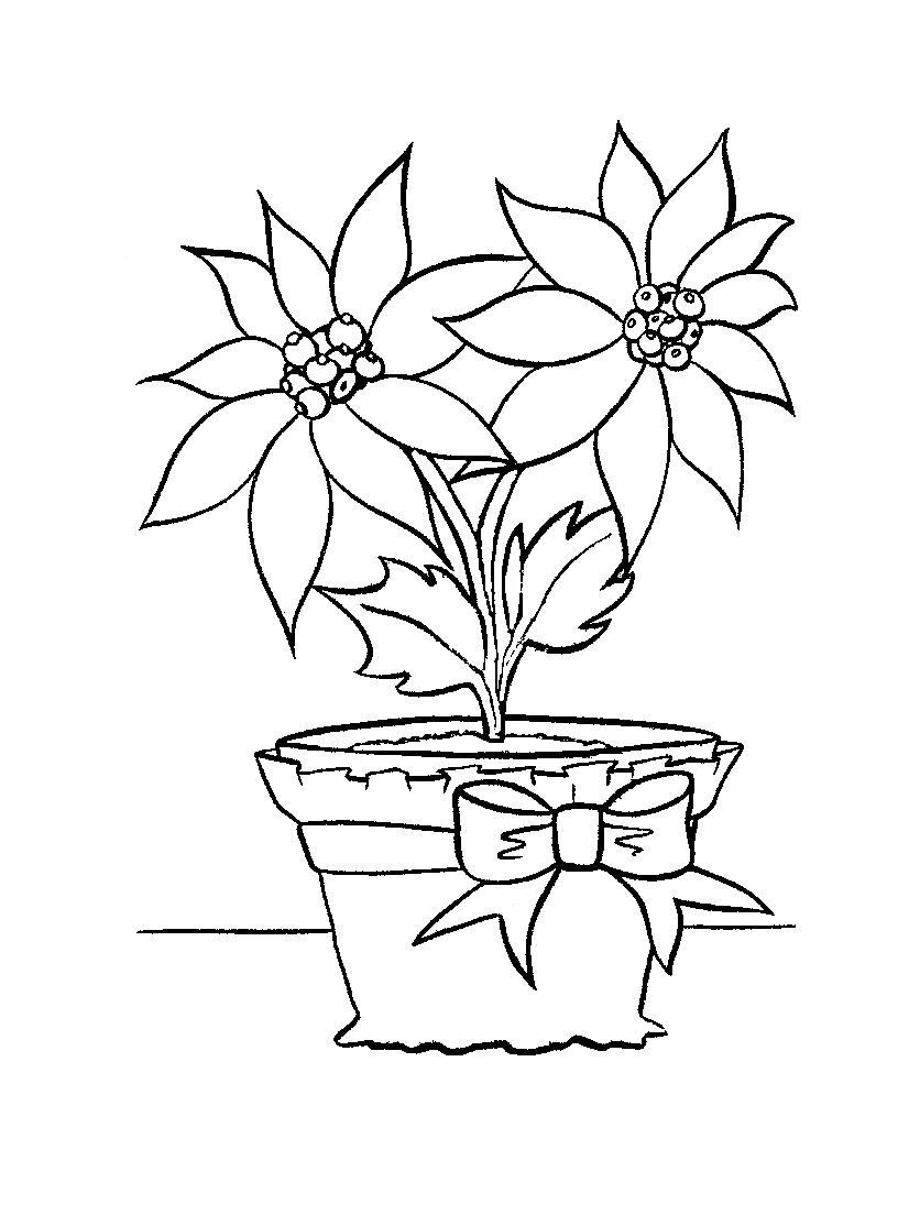 816x1104 Poinsettias Coloring Pages