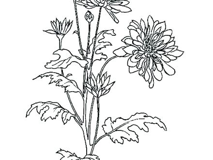 440x330 November Coloring Pages Chrysanthemum Coloring Page Chrysanthemum