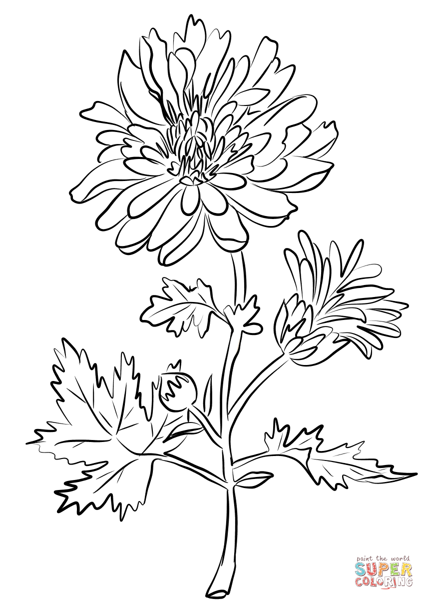 849x1200 Unlimited Chrysanthemum Coloring Page Indiana Free Printable Pages