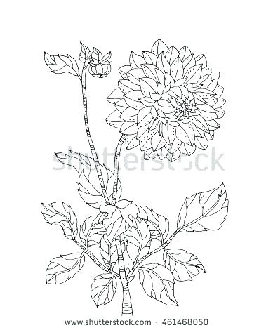 389x470 Chrysanthemum Coloring Pages Chrysanthemum Coloring Pages