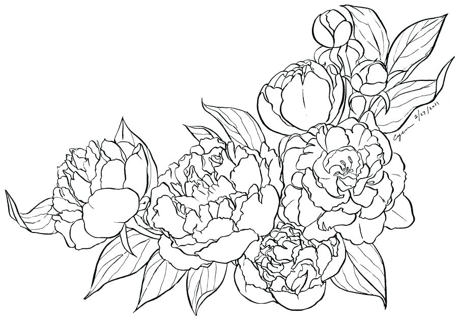 900x633 Chrysanthemum Coloring Pages Chrysanthemum Coloring Pages Peony