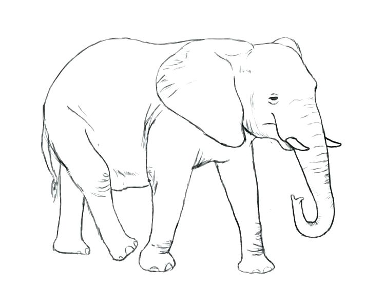 750x562 Circus Elephant Coloring Page Elephant Coloring Pages Pencil