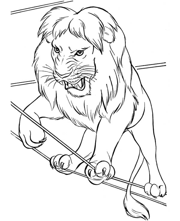 Circus Lion Walking On Rope Coloring Page Color Luna 600x734 Circus Lion Walking On Rope Coloring Page Color Luna