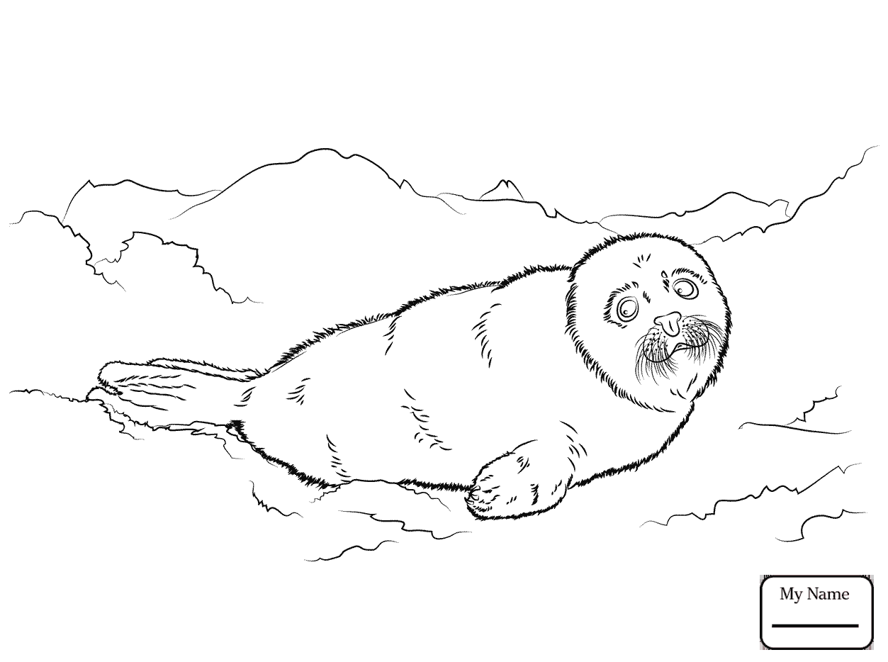 Hurry Leopard Seal Coloring Pages Drawing At G 1253x934 Hurry Leopard Seal Coloring Pages Drawing At G