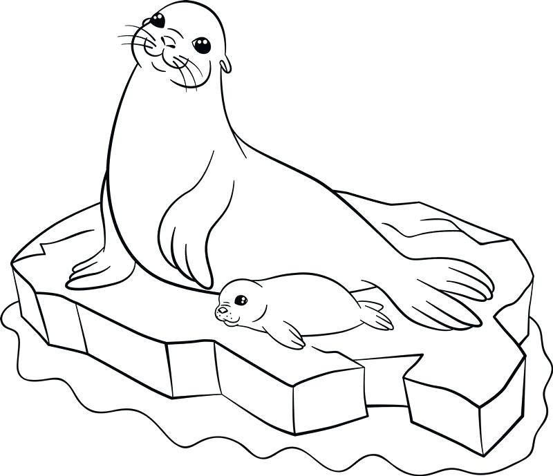 Baby Seal Coloring Pages Coloring Pages Mother Seal With Her 800x689 Baby Seal Coloring Pages Coloring Pages Mother Seal With Her