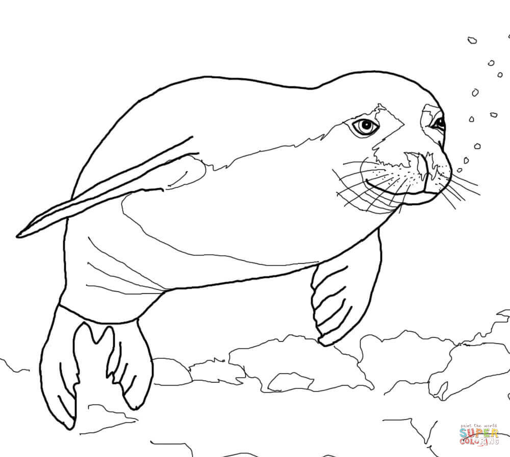 Seal Coloring Pages Printable Coloring Pages 1000x896 Seal Coloring Pages Printable Coloring Pages