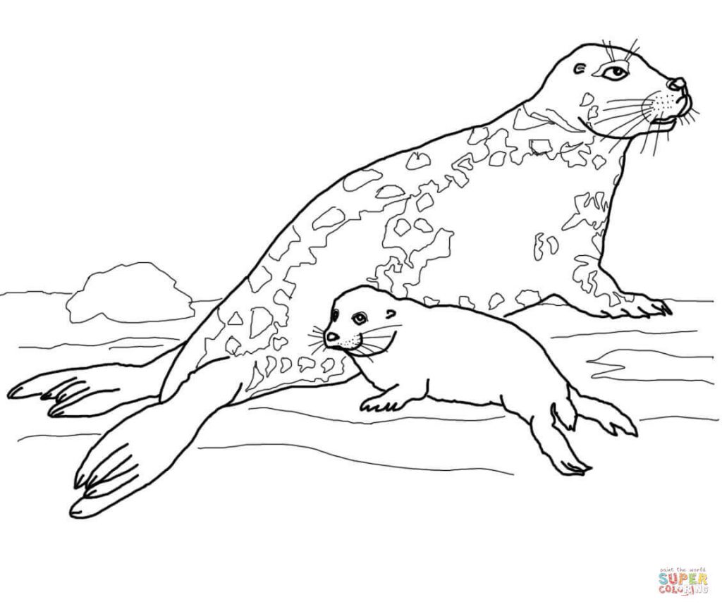 Seal Coloring Pages 4 1024x864 Seal Coloring Pages 4