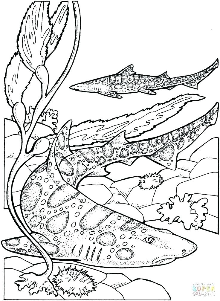 Clam Coloring Page Coloring Pages For Girls Keep Clam Preschool 736x1007 Clam Coloring Page Coloring Pages For Girls Keep Clam Preschool
