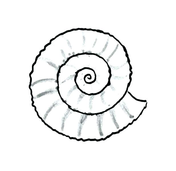 Seashell Coloring Pages Preschool Shell Coloring Pages Gallery 618x600 Seashell Coloring Pages Preschool Shell Coloring Pages Gallery