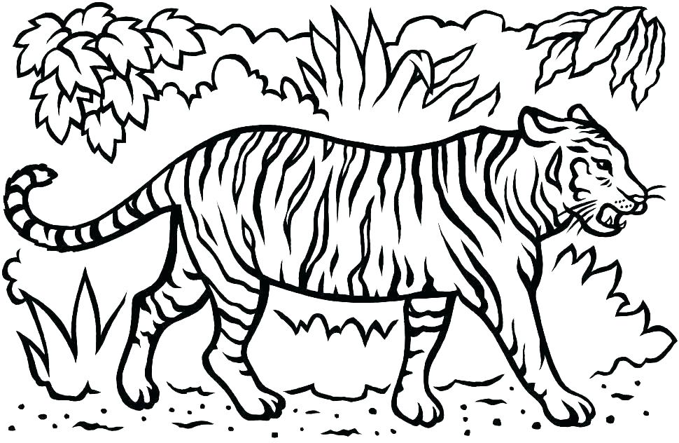 970x632 Clemson Tiger Paw Coloring Page Tigers Pages White Picture Large