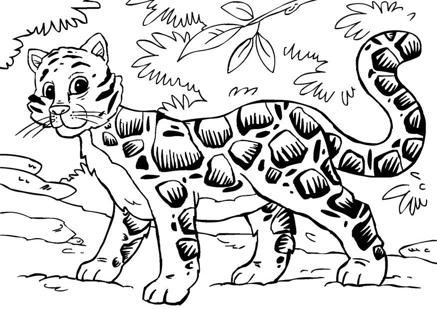 Coloring Page Clouded Leopard 875x620 Coloring Page Clouded Leopard