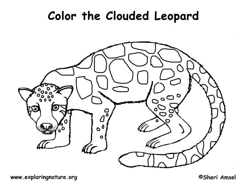 Leopard (Clouded) Coloring Page 792x612 Leopard (Clouded) Coloring Page