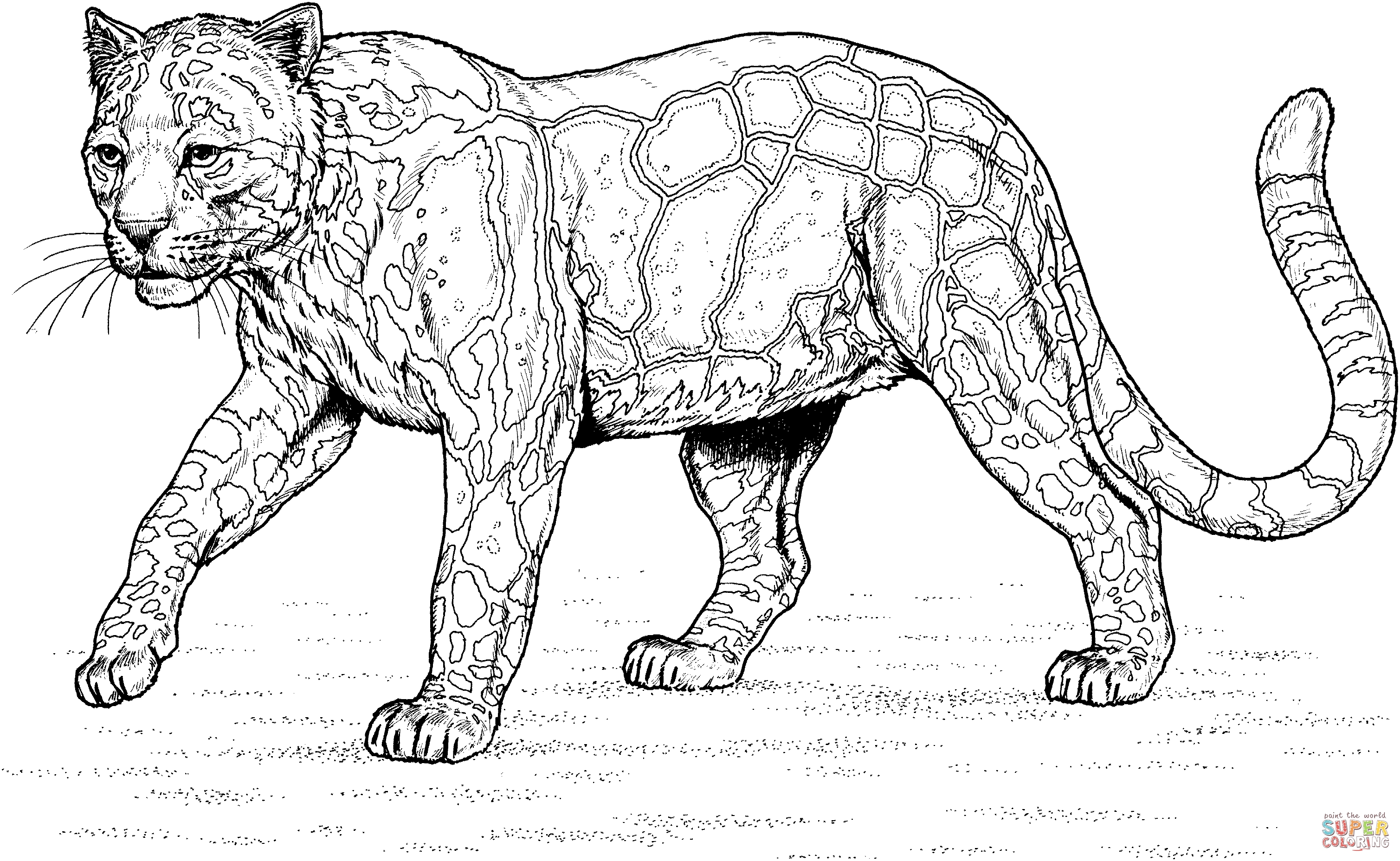 Leopard Coloring Collection Free Coloring Sheets 3017x1856 Leopard Coloring Collection Free Coloring Sheets